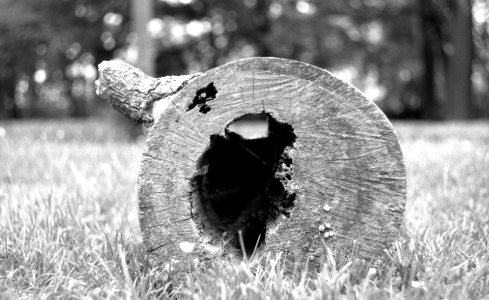 Praktica MTL 5 + Helios 44-2 2/58 - Piece of Wood in the Park 2