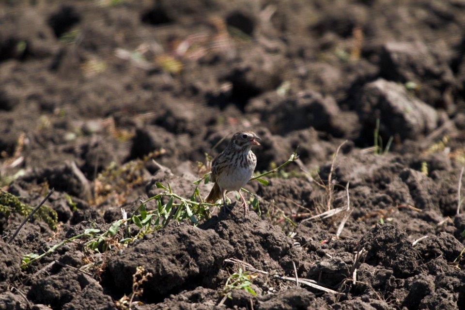 IMG 7407c Vesper Sparrow Willowhaven Area Kankakee Co IL 6-2-2017