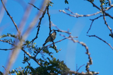 IMG 0215c Warbling Vireo LaSalle FWA IN 8-12-2017