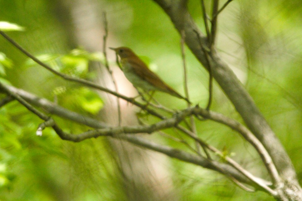 IMG 6786c Veery LaSalle FWA IN 5-13-2017