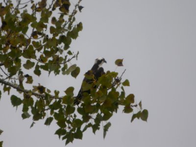 DSCN0065c Osprey Dam Area Kankakee IL 10-7-2018