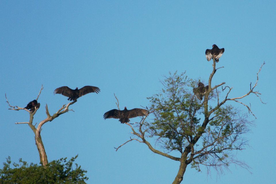 IMG 6810c Turkey Vultures Dam Kankakee IL 5-14-2017