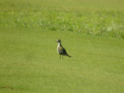DSCN8922c American Golden-Plover H&E Sod Momence IL 8-12-2017