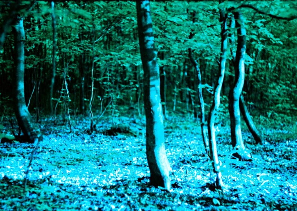 Praktica MTL 5 + Helios-44-2 - Lomography LomoChrome Purple - Dancing Trees