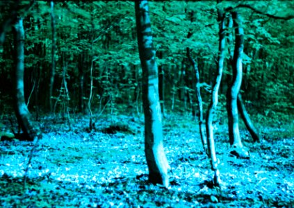 Praktica MTL 5 + Helios-44-2 - Lomography LomoChrome Purple - Dancing Trees