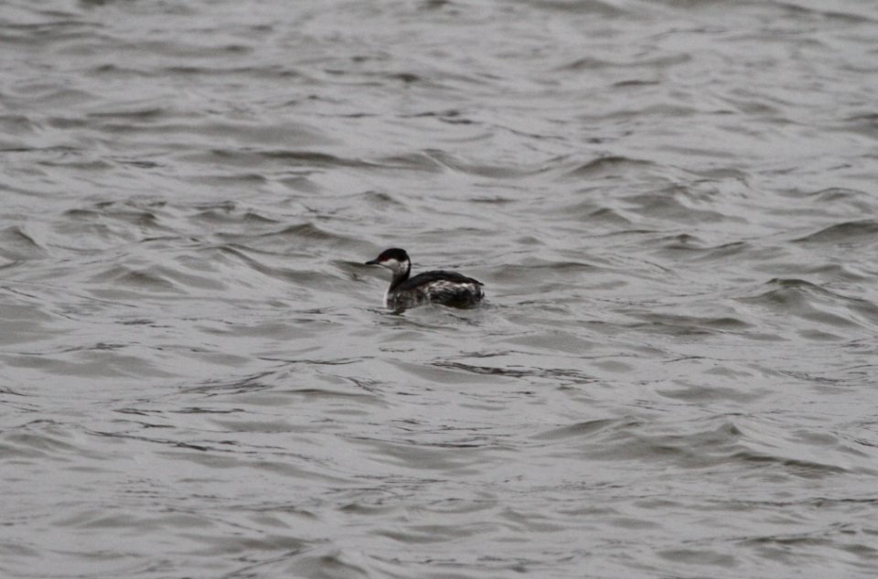 IMG 4668c Horned Grebe Beckman Park Kankakee-IL 3-6-2017