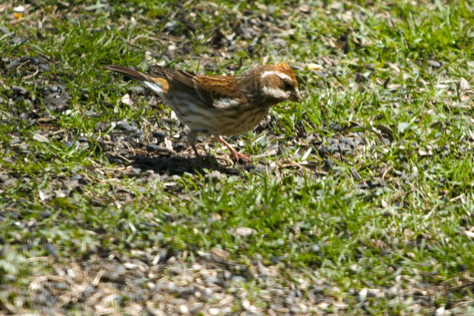 IMG 5301c Purple Finch Hse Kankakee-IL 4-8-2017