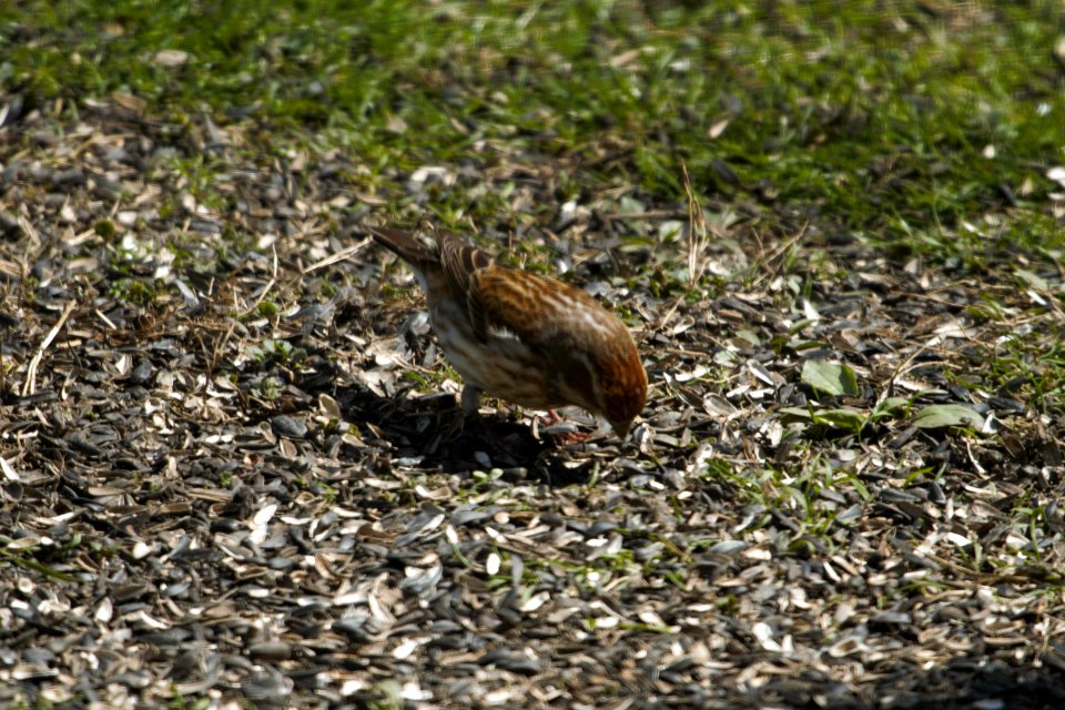 IMG 5323c Purple Finch Hse Kankakee-IL 4-8-2017