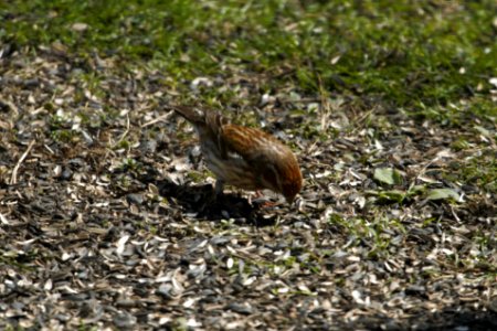 IMG 5323c Purple Finch Hse Kankakee-IL 4-8-2017