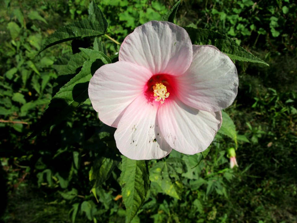 IMG 3161c HL Rose-Mallow Metro-sewer Kankakee Co IL 9-11-2017