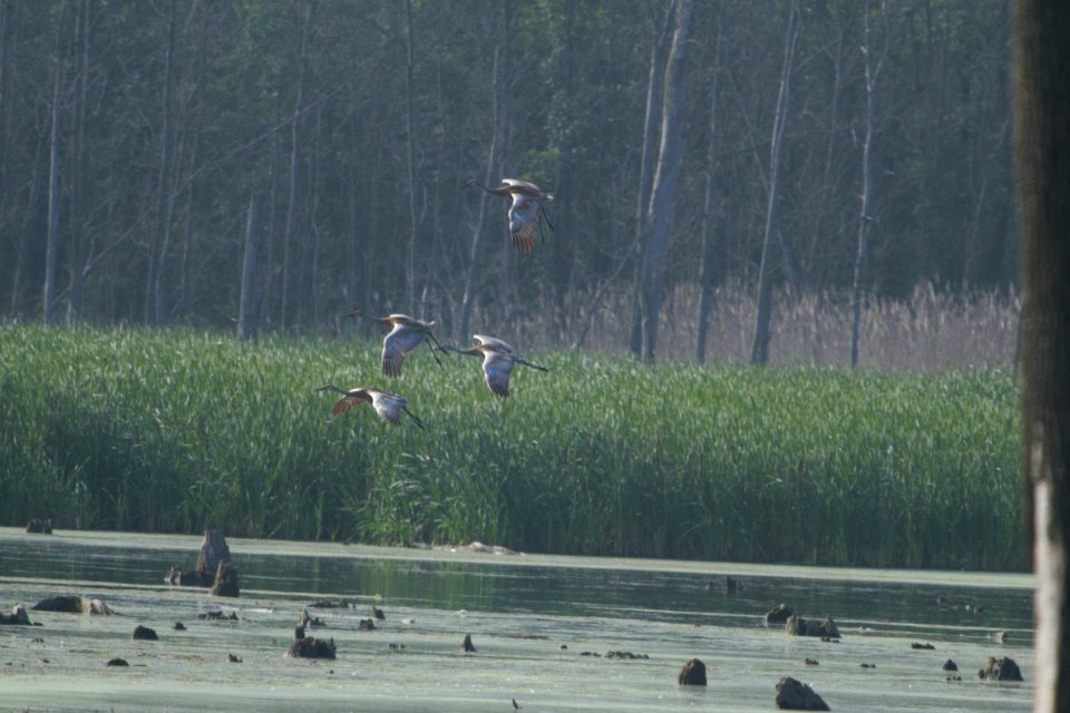 IMG 8209c Sandhill Crane LaSalle FWA IN 7-14-2017