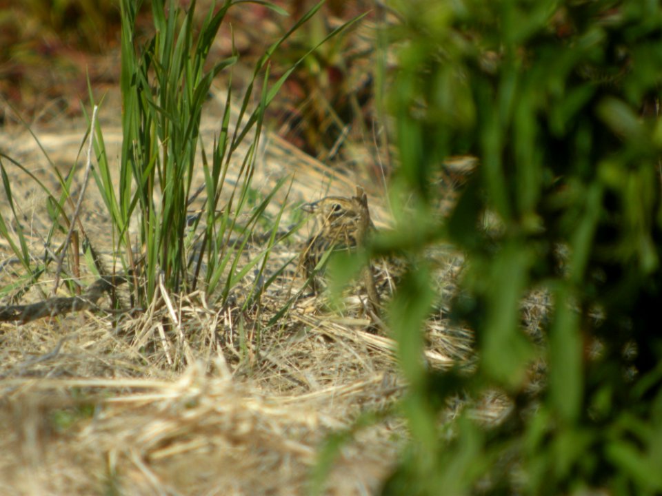 DSCN0177c Smith's Longspur Willowhaven Area Kankakee Co IL 5-6-2017