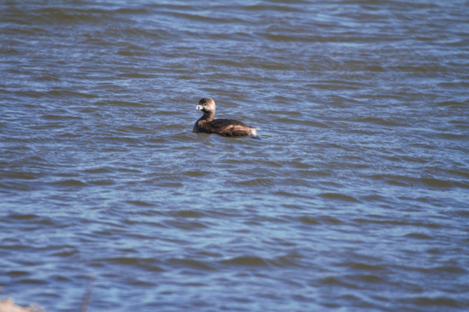 IMG 4886c Pied-billed Grebe Beckman Park Kankakee IL 3-10-2017