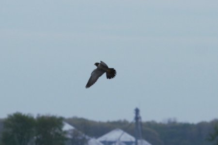 IMG 6186c Peregrine Falcon TNC Kankakee Sands IN 4-28-2017