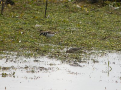 DSCN9004c Buff-breated Sandpiper LaSalle FWA-IN 8-18-2017