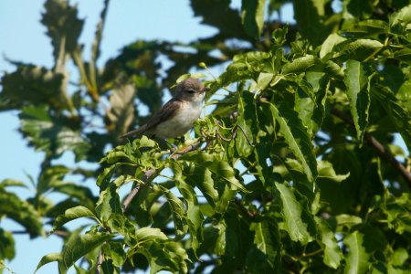IMG 7999c Warbling Vireo LaSalle FWA IN 7-5-2017