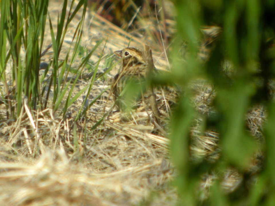 DSCN0179c Smith's Longspur Willowhaven Area Kankakee Co IL 5-6-2017