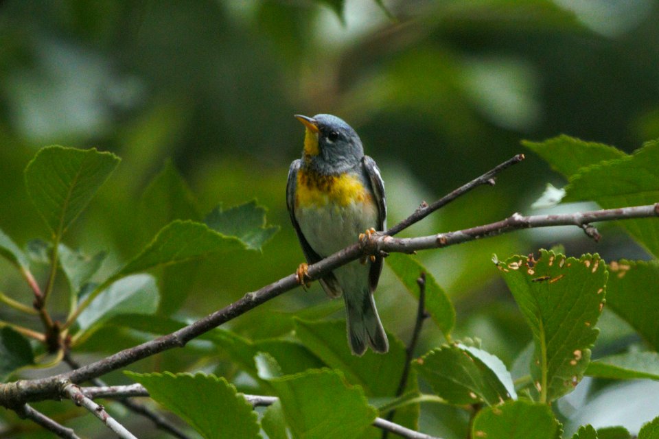 IMG 7937c Northern Parula Hse Kankakee IL 7-4-2017