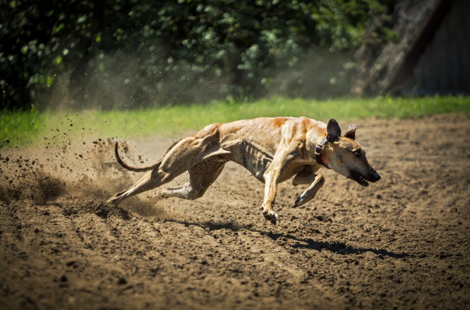 Mammal my favorite running