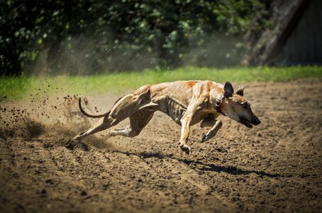 Mammal my favorite running