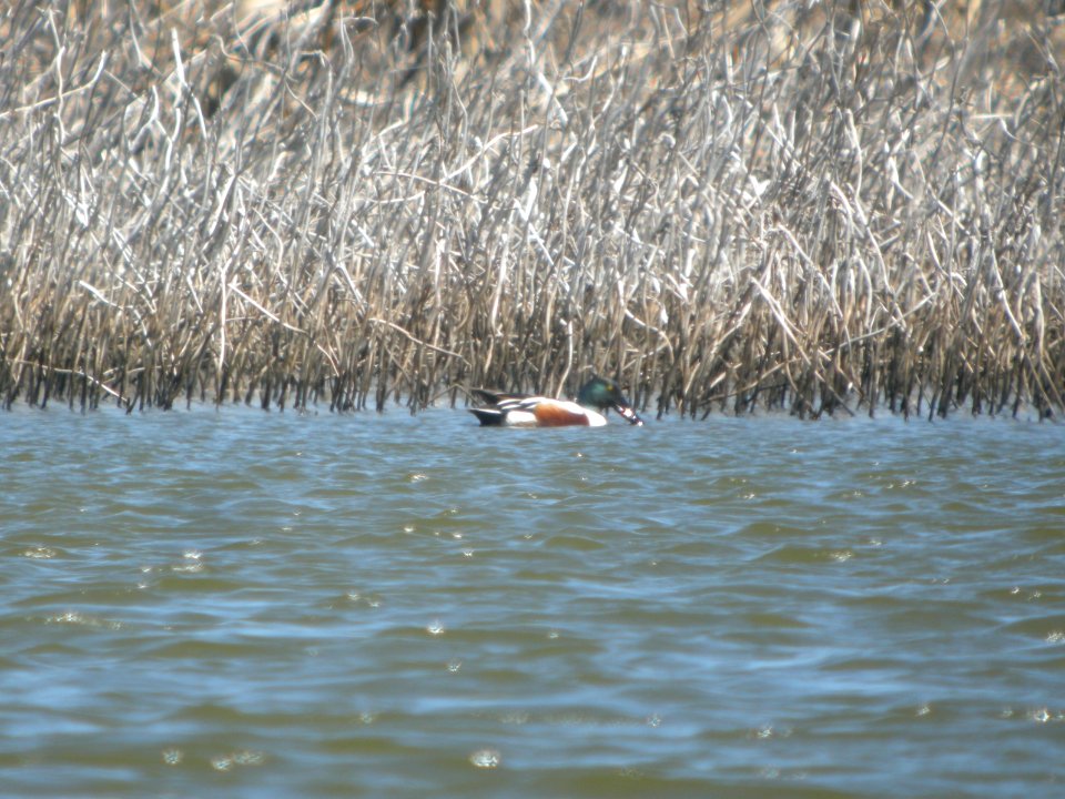 DSCN0151c Northern Shoveler Willowhaven Area Kankakee Co IL 5-6-2017