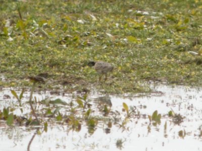 DSCN9007c Buff-breated Sandpiper LaSalle FWA-IN 8-18-2017