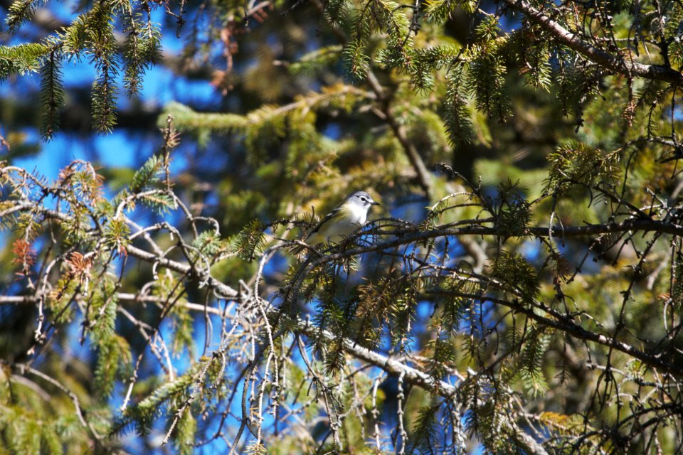 IMG 3380c Blue-headed Vireo Hse Kankakee IL 9-30-2017