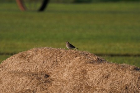 IMG 0221c Vesper Sparrow H & E Sod Momence IL 8-13-2017