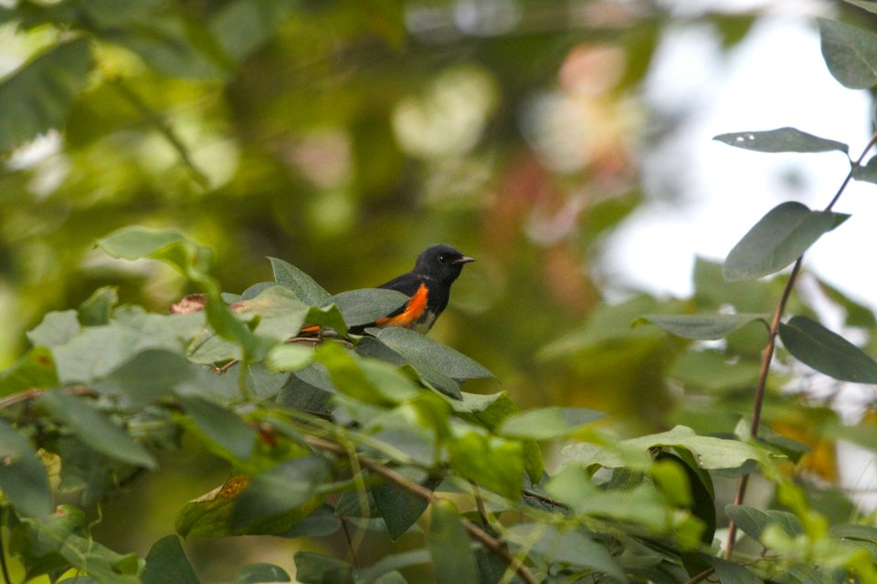 IMG 0307c American Redstart LaSalle FWA-IN 8-18-2017