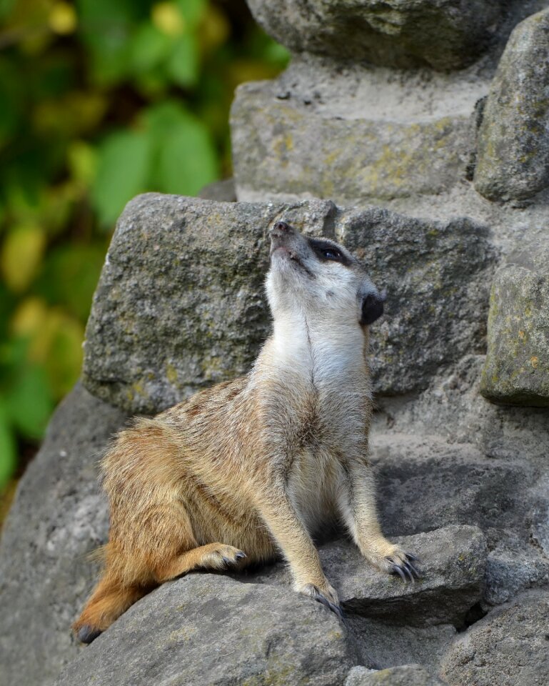 Sweet cute animals