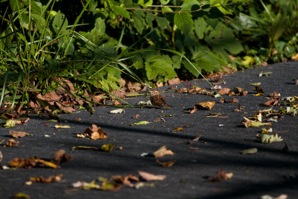 IMG 4713c Chipping Sparrow LeVasseur-Perry Farm Park Kankakee Co IL 10-16-2017