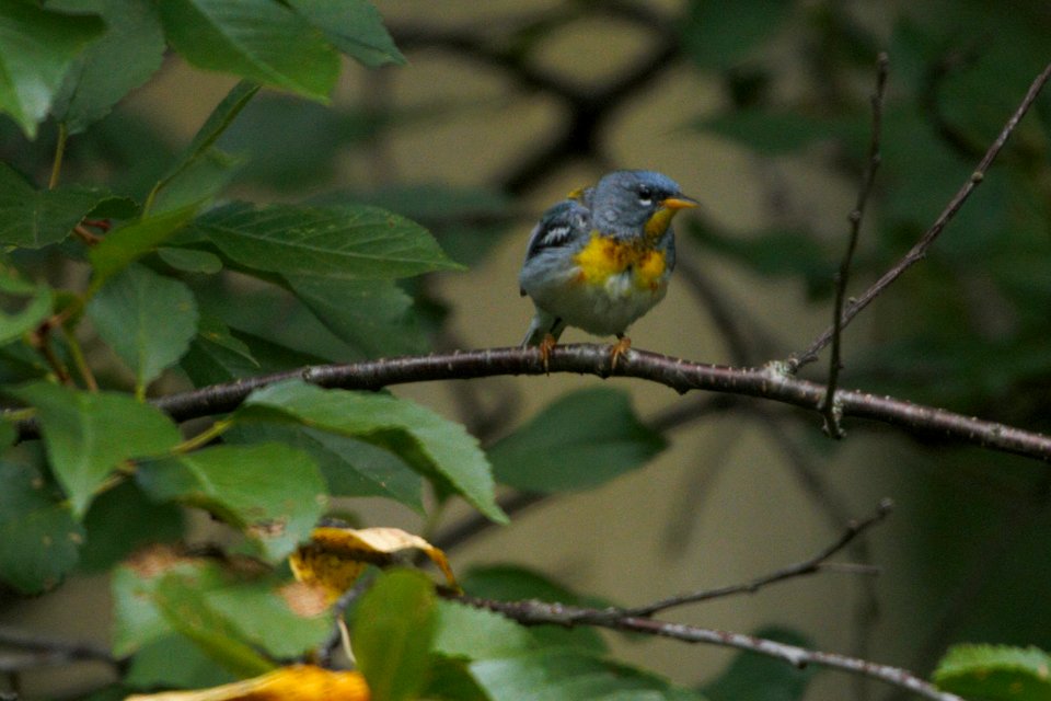 IMG 7925c Northern Parula Hse Kankakee IL 7-4-2017