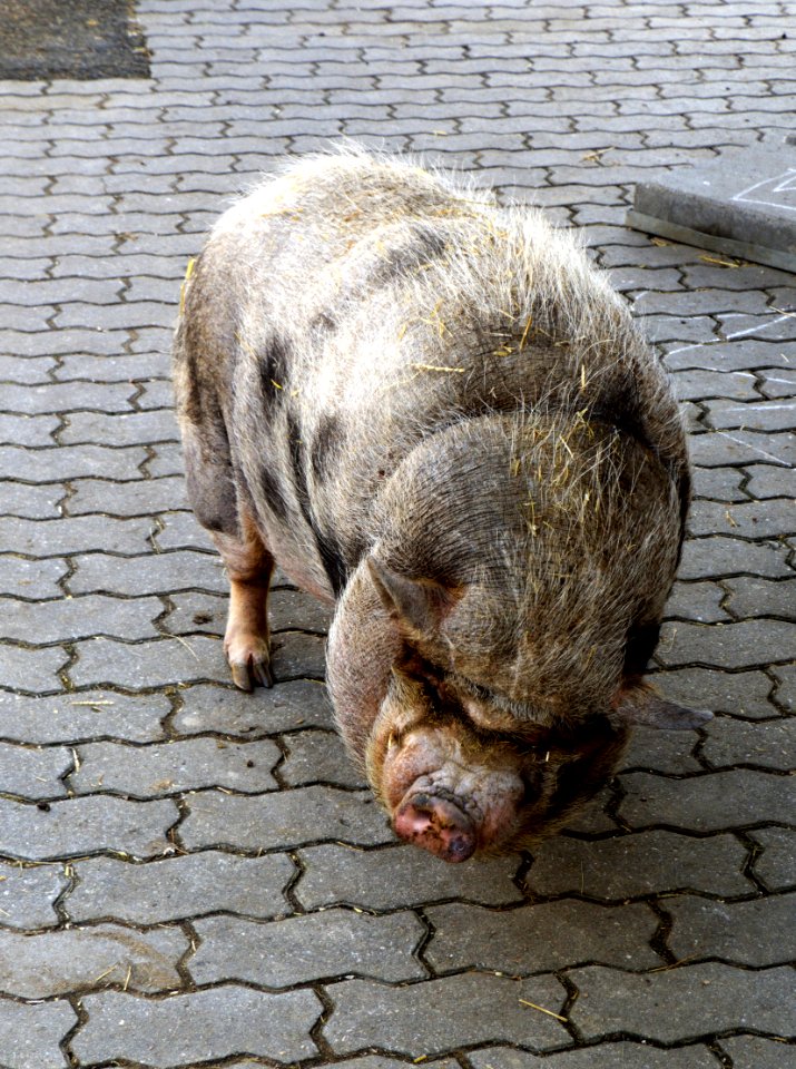 Hubert, 11 years old pig 2