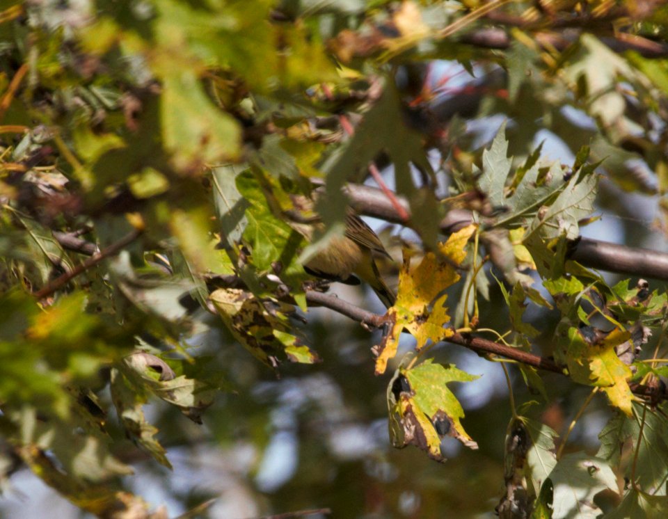 IMG 0299c Palm Warbler Whispering Willows Area Kankakee Co IL 10-19-2016