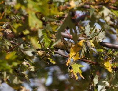 IMG 0299c Palm Warbler Whispering Willows Area Kankakee Co IL 10-19-2016