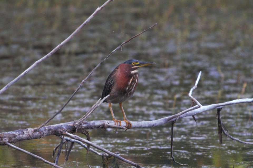 IMG 0747c Green Heron Willowhaven Kankakee Co IL 9-1-2017