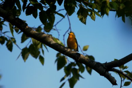 IMG 7994c Prothonotary Warbler LaSalle FWA IN 7-5-2017