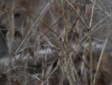 IMG 3567c Hermit Thrush Perry Farm Park Bourbonnais IL 1-13-2017