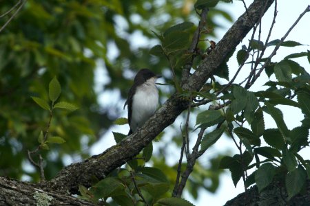 IMG 8031c Eastern Kingbird LaSalle FWA IN 7-5-2017