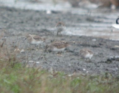 DSCN9145c Least Sandpiper Whispering Willows Area Kankakee Co IL 11-8-2016