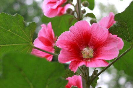 Chrysanthemum flowers rose of sharon