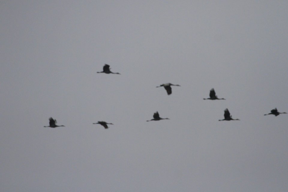 IMG 2426c Sandhill Crane Willowhaven Area Kankakee Co IL 10-5-2018
