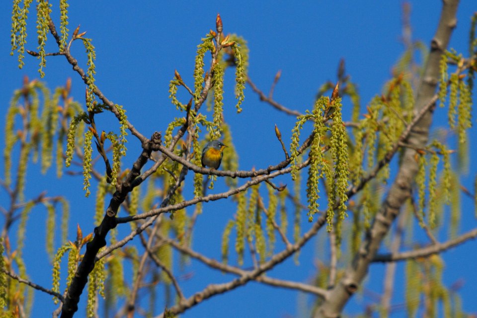 IMG 5778c Northern Parula Perry Farm Kankakee Co IL 4-12-2017