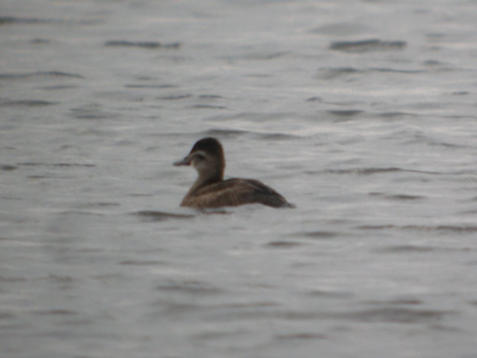 DSCN8917c Ruddy Duck Whispering Willows Area Kankakee Co IL 10-30-2016