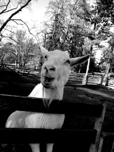 White Goat Portrait 8