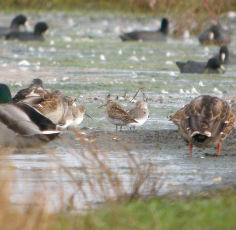 DSCN8939c Dunlin Pectoral Sandpiper Whispering Willows Area Kankakee Co IL 10-30-2016