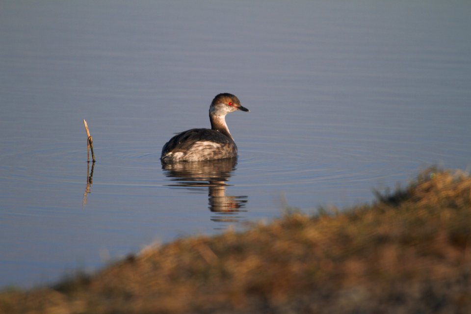 IMG 4812c Horned Grebe Whispering Willows Area Kankakee-Co IL 3-9-2017