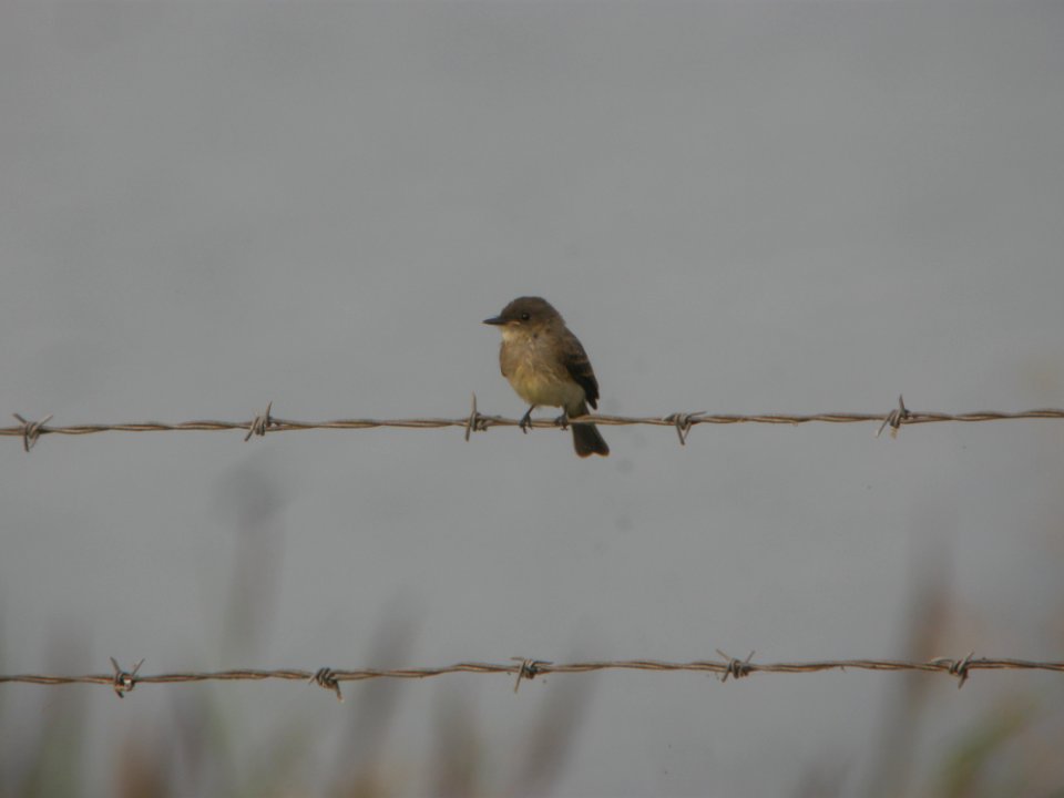 DSCN0371c Eastern Phoebe Braidwood Lake IL 8-7-2018
