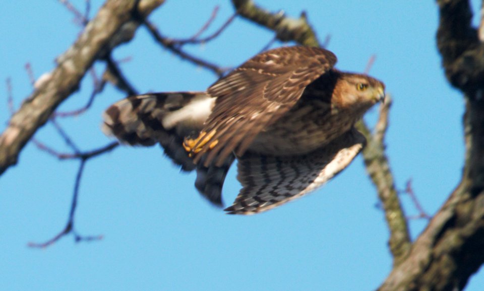 IMG 3547cg Cooper's Hawk LeVasseur Park Kankakee IL 1-13-2017