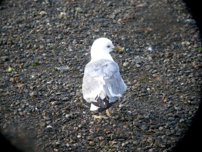 DSCN0460c Mew Gull Potter Marsh Boardwalk Anchorage AK 8-16-2018